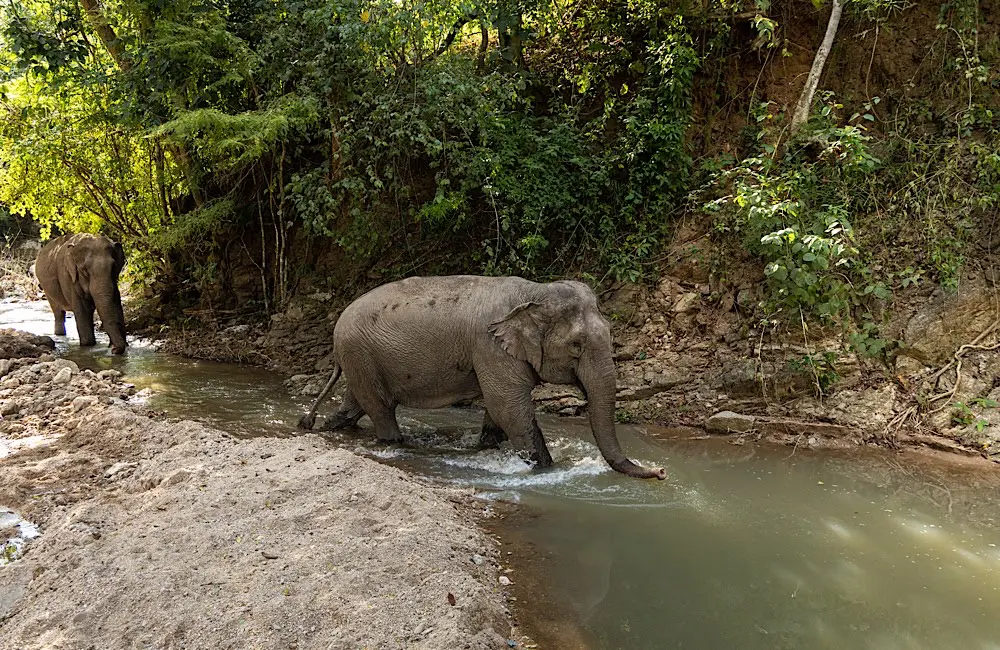 Has elephant tourism in Thailand actually changed, or is it just being marketed differently? 3 elephant tourism: Observation-only elephant venues account for a small share of the sector but record higher welfare scores.