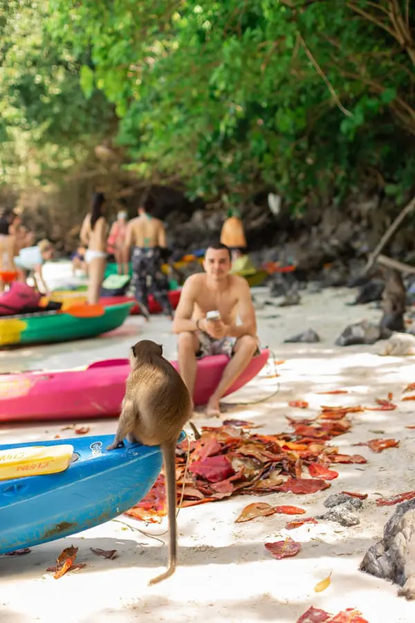Monkey beach in Thailand. Image: Kateryna Kukota/iStock - monkey-related travel insurance claims