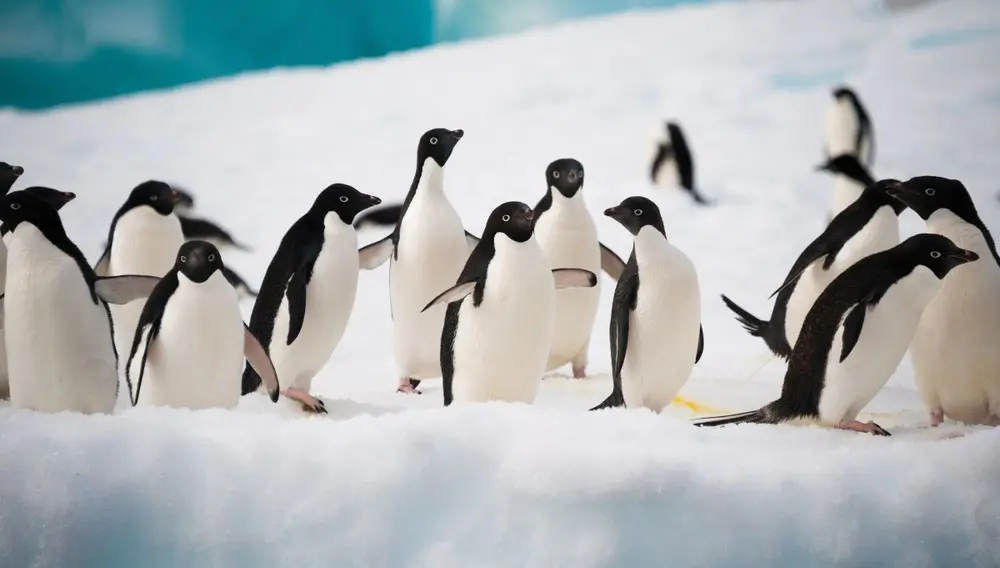 chimu, antarctica cruise