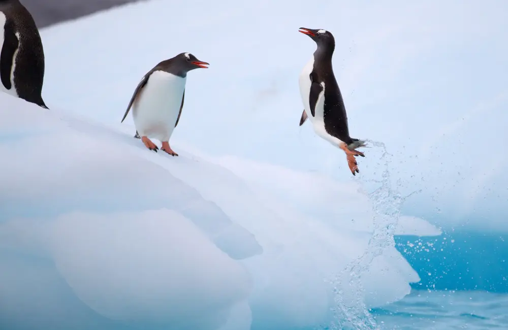 Chimu launches 2027-28 Antarctica cruise season: Book early to avoid missing out