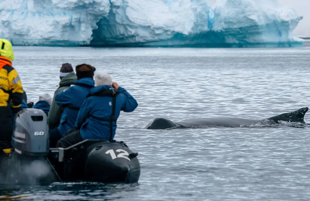 HX Expeditions Zodiac passengers Observing humpback whales in Paradise Bay, Antarctica. Image: Kay Fochtmann