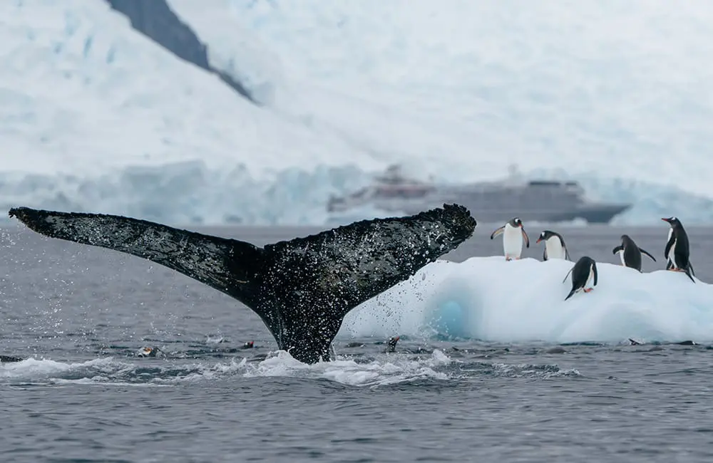 Humpback whale tail and penguins in Paradise Bay. Image: Kay Fochtmann