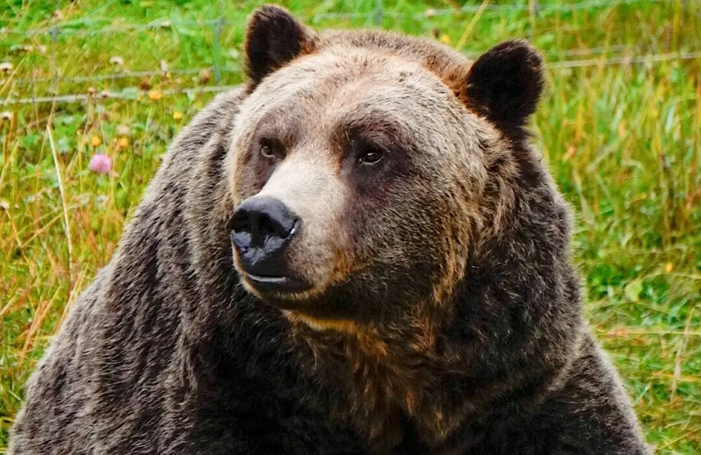 My first brown bear. Image: Georgia Bantoft