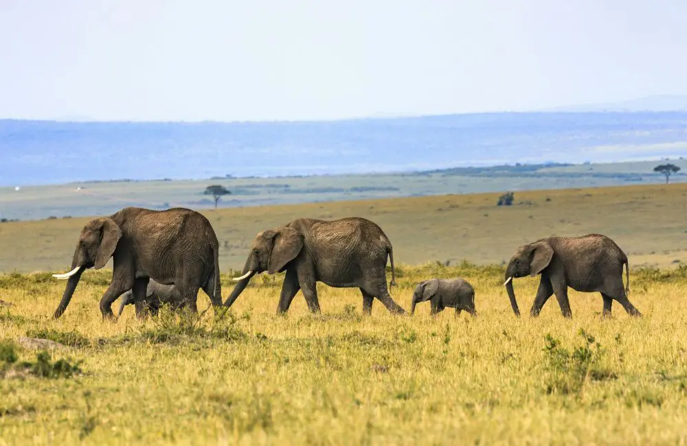 On safari in Africa © Larry Li