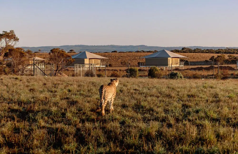 Safari Lodge sits adjacent to Monarto Safari Resort