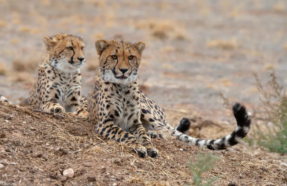 From your safari lodge tent you can see cheetah, giraffe, zebra, eland, ostrich, nyala, oryx, blackbuck and barbary rams