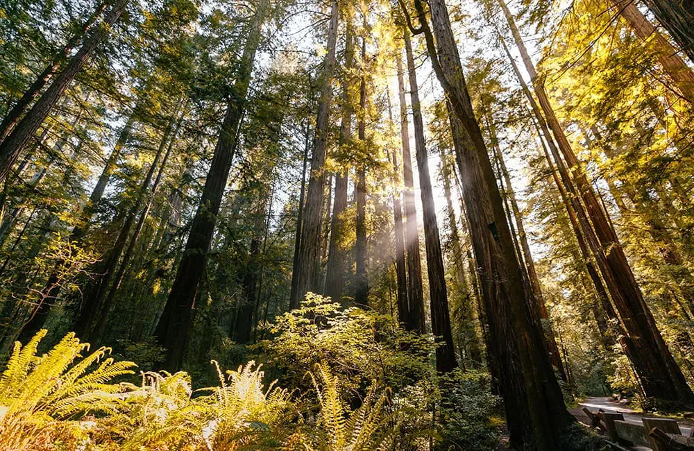 California
