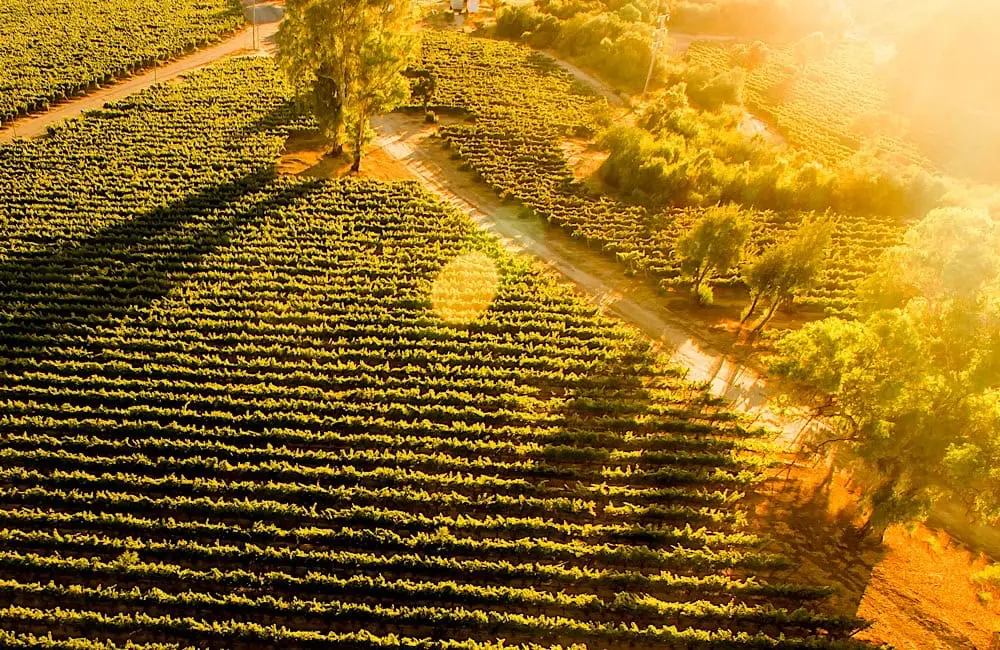 South Australia has secured Australia’s first Michelin Guide, putting Adelaide and the state’s wine regions under the global dining spotlight.