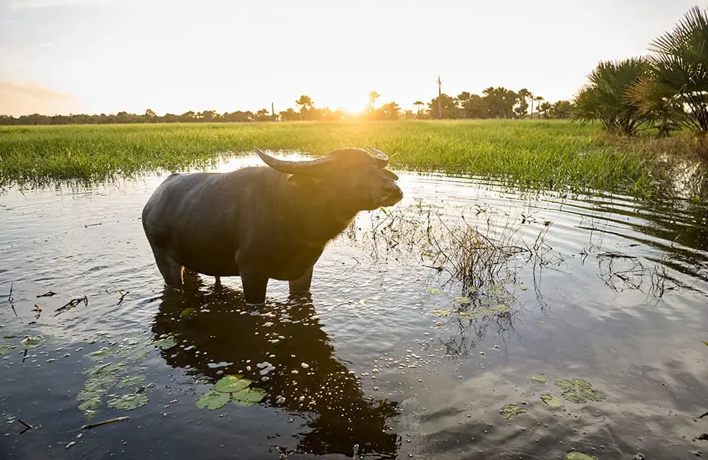 Spot buffalo in the Murwangi Arafura Swamp.