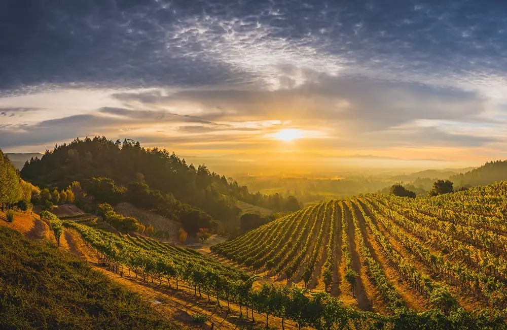 California's world-famous wine regions. Image: Visit California