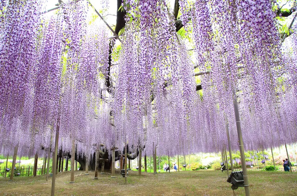 Anime pilgrimages are sending Aussie travellers beyond Japan's Golden Route 3 Purple wisteria blossom tree at Ashikaga Flower Park