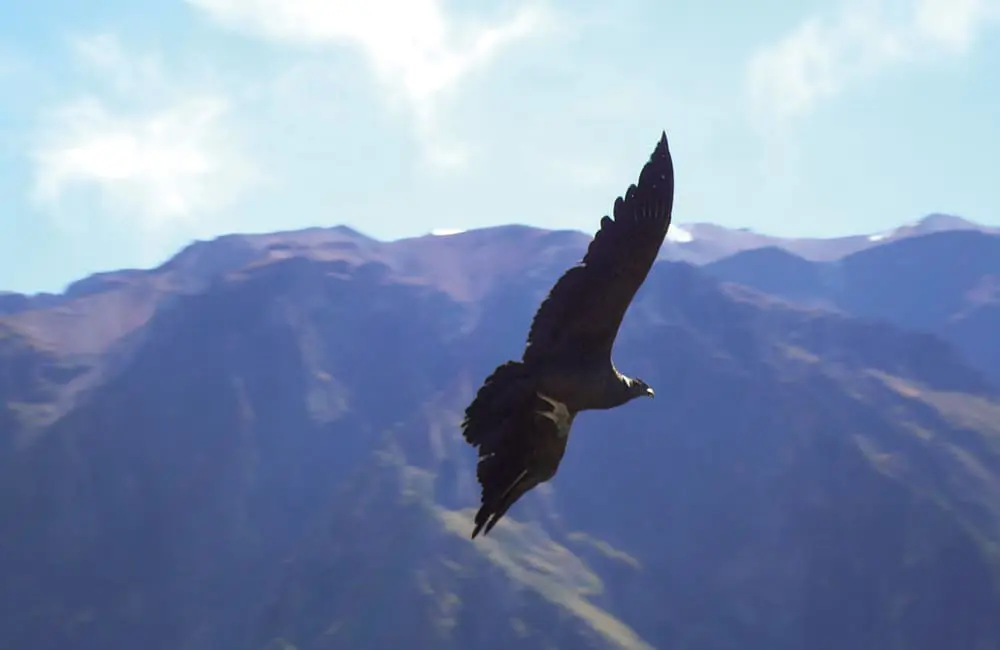 Sell South America, score Peru: Bunnik Tours launches $16K agent famil incentive 2 Witness an Andean condor soar over Colca Canyon on the Peru Explorer tour. Image: Bunnik Tours