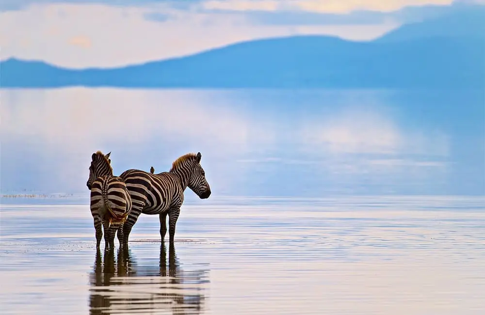 Fly, tour, save: Cosmos drops it like it’s hot with new value-packed combos in June Mega Sale 3 Cosmos- zebras at Lake Manyara NP-shutterstock_1327658363