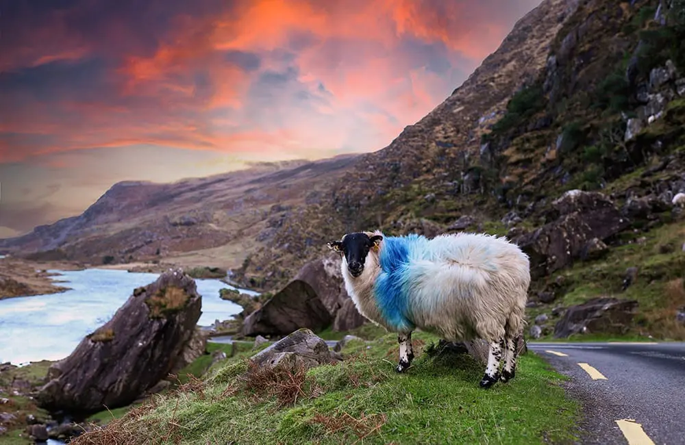 Fly, tour, save: Cosmos drops it like it’s hot with new value-packed combos in June Mega Sale 6 Cosmos Ring Of Kerry-shutterstock_2091668896