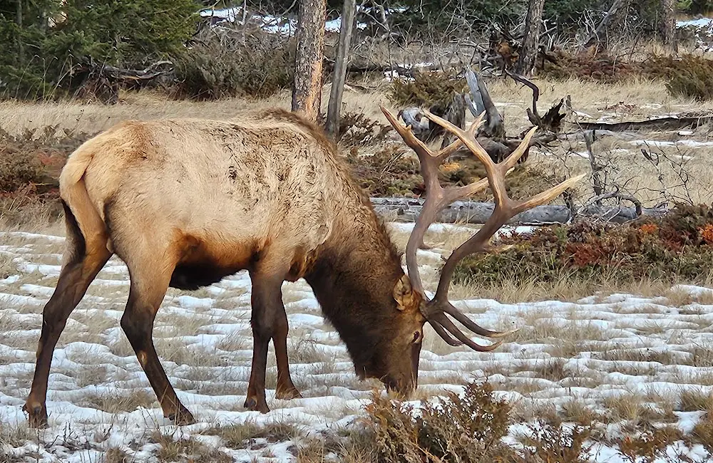 Wildlife moments in Canada can arrive quietly, reminding travellers how much lies beyond the headline sights. Image: Teagan Gunter