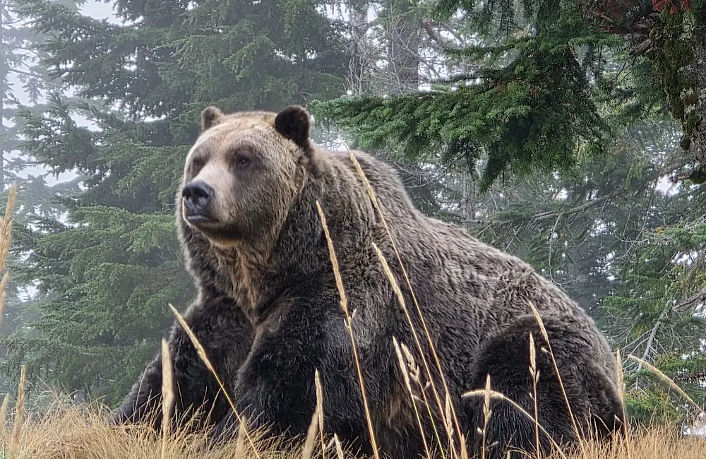 Canada’s wildlife encounters are part of the destination’s pull, adding another reason travellers return again and again. Image: Teagan Gunter