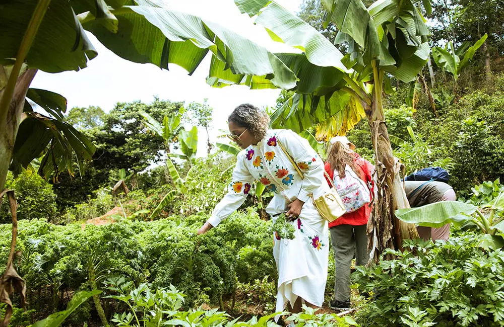 Intrepid-Travel-Costa-Rica-Tierra-Amiga-ecological-farm-kale