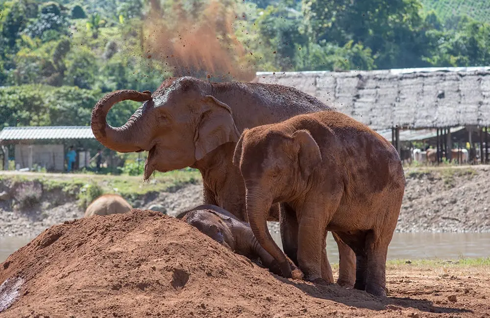 Asian elephants at sanctuary in Thailand – Intrepid Travel elephant tourism campaign 2026