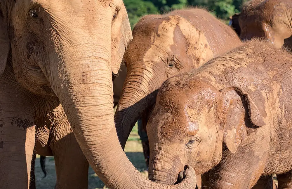 Asian elephants at sanctuary in Thailand – Intrepid Travel elephant tourism campaign 2026