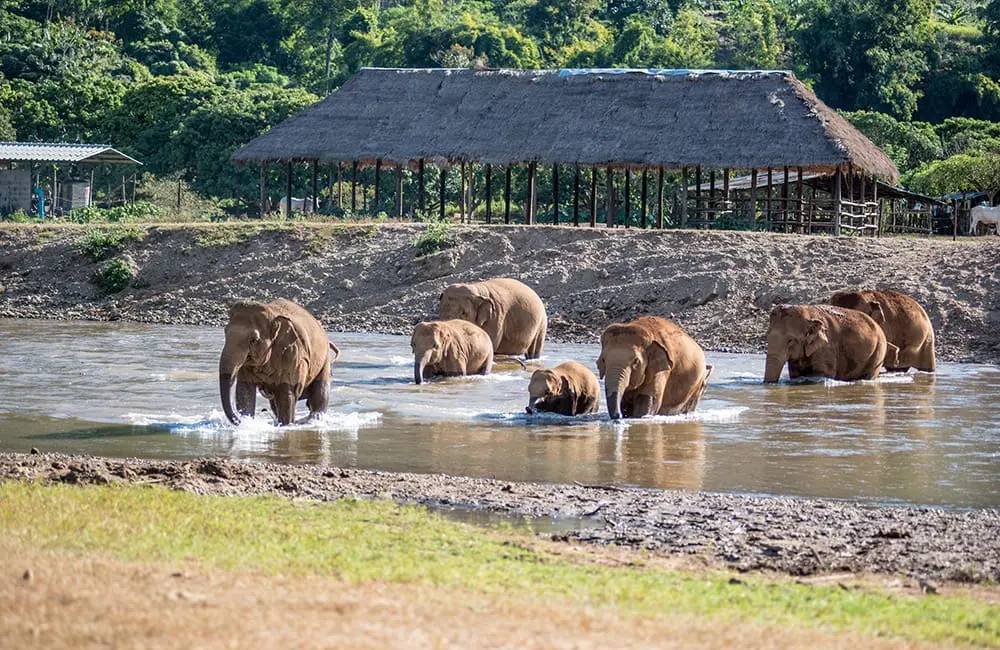Asian elephants crossing stream at sanctuary in Thailand – Intrepid Travel elephant tourism campaign 2026