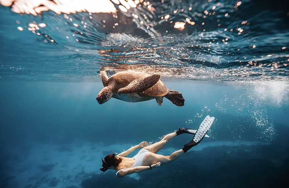 Snorkelling with a sea turtle at Lady Elliot Eco Resort. Image: Katie Purling/TEQ