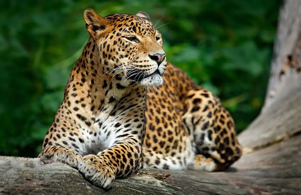 Leopard in tree in Sri Lanka. Image: Total Holiday Options 