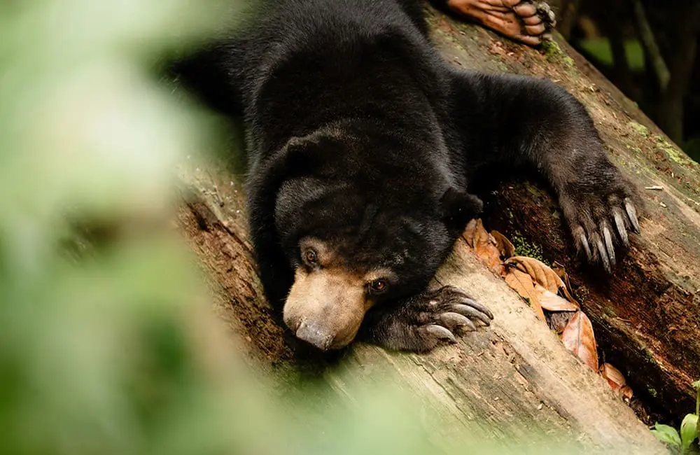 Trafalgar caps it at 18: Touring giant launches 22 small-group trips for Aussies 4 Sun bear – on Trafalgar Small Group Tour itinerary Wild Encounters of Borneo