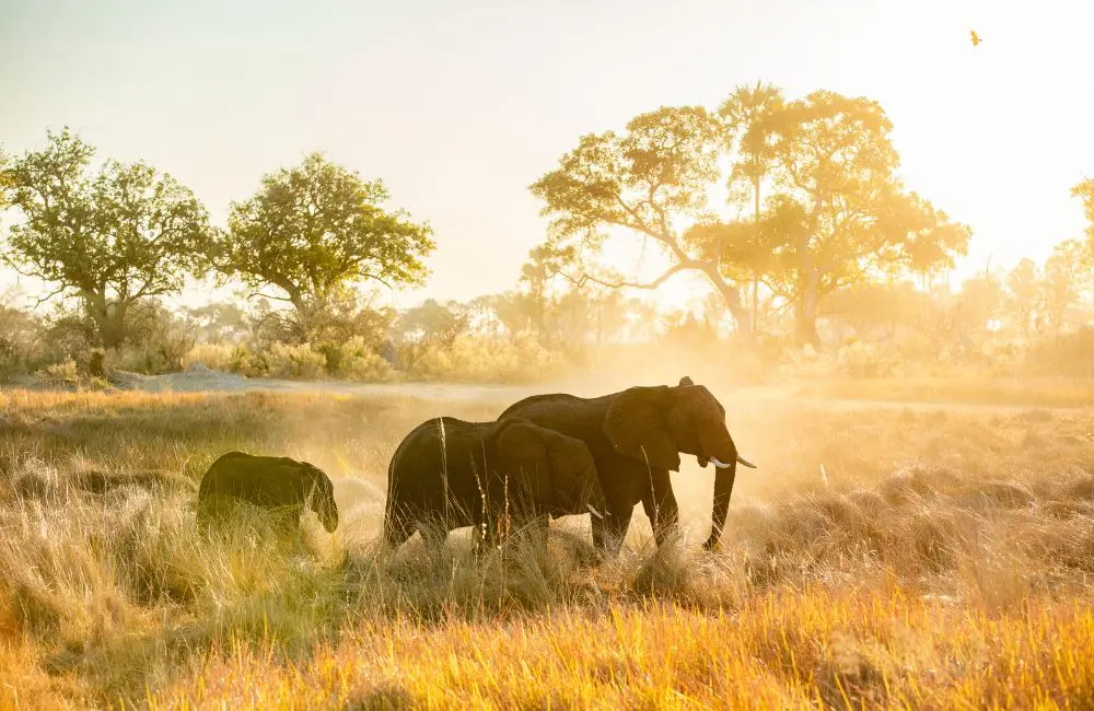 The new site of Ngorongoro Crater Camp provides sweeping views across the Serengeti plains