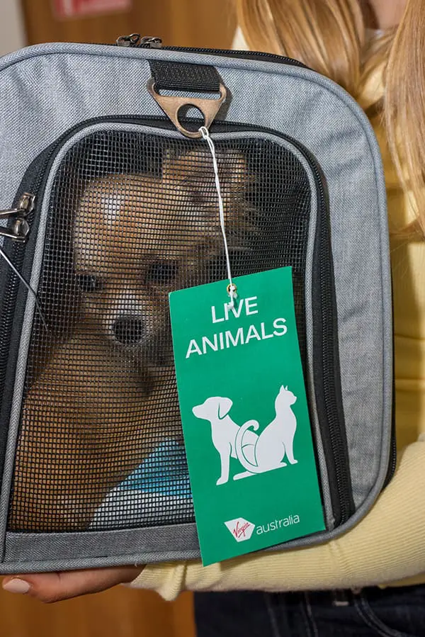 Inaugural Virgin Australia Adelaide Pets in Cabin Flight