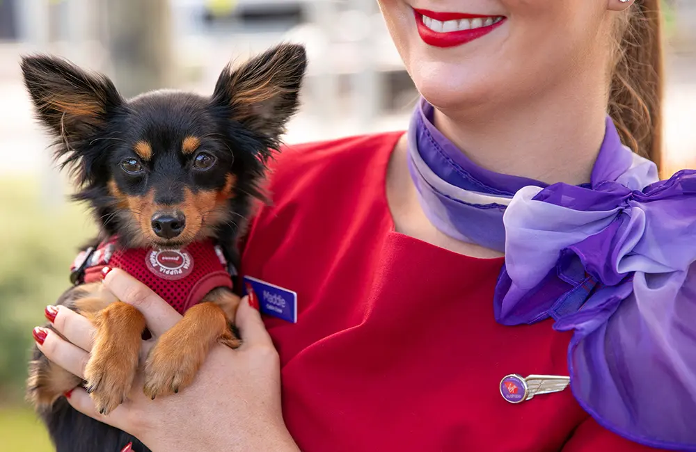 Paws and effect: Virgin Australia lands its first Pets in Cabin flight from Adelaide
