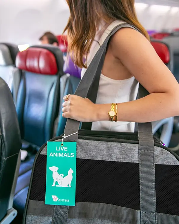 Passenger on Virgin Australia aircraft with approved pet carrier bag for Pets in Cabin services start in Adelaide