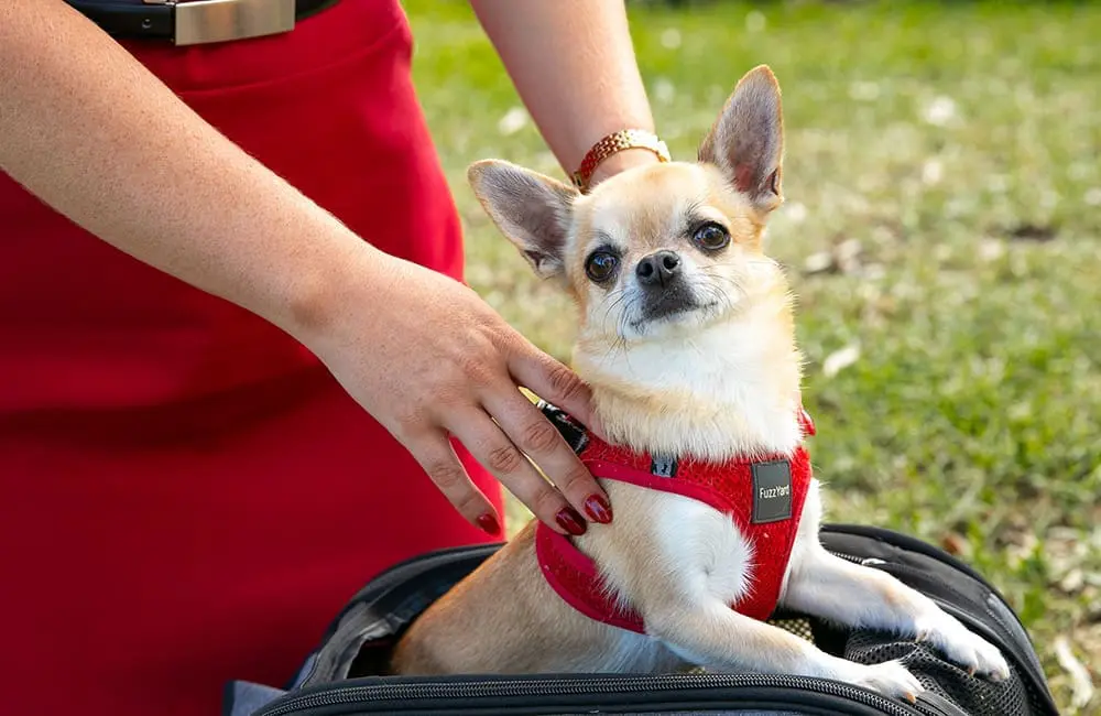 Small dog in pet-friendly bag with Virgin Australia crew member – Pets in Cabin flights expand into Adelaide