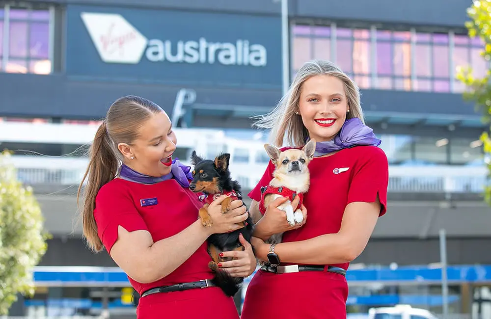 More paws on board: Virgin Australia's Pets in Cabin flights land in Adelaide on 23 June