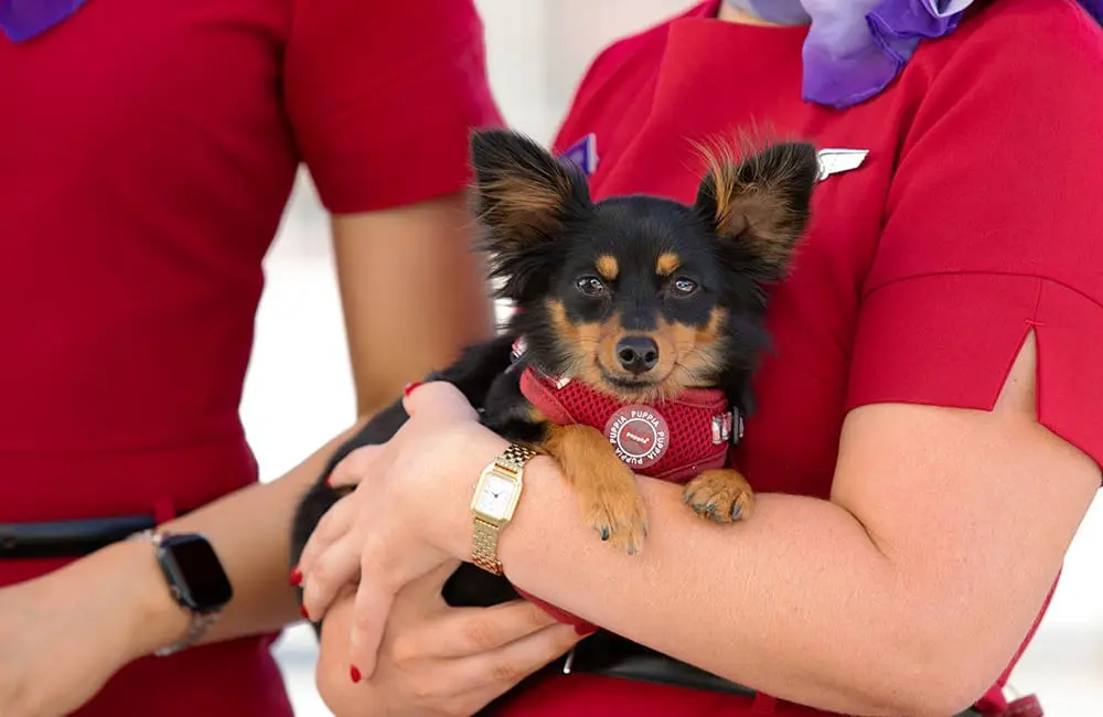 Close-up of Virgin Australia crew members with small dog – Pets in Cabin expands into Adelaide