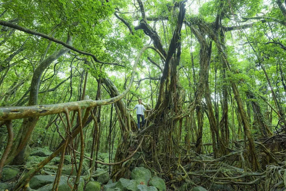 Anime pilgrimages are sending Aussie travellers beyond Japan's Golden Route 2 Yakushima, inspired Princess Mononoke
