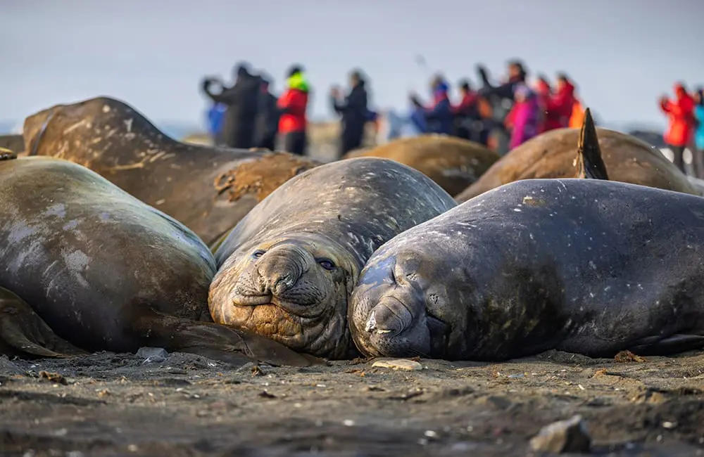 Neil the Seal warning: Why that viral Tasmania wildlife selfie carries real risk for animals 3 Southern elephant seals in Antarctica with tourists observing from a distance. Image: Eloi_Omella/iStock
