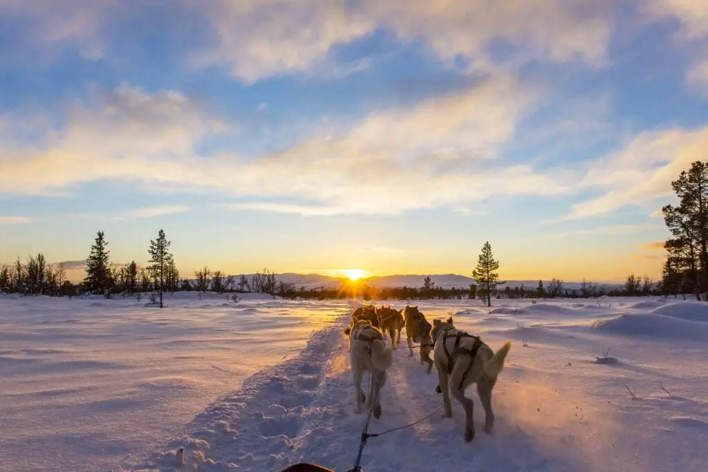 Five new Albatross tours and Early-Bird savings: what to book in Europe for 2027 3 Dog sledding with huskies in beautiful sunset iStock 502633552