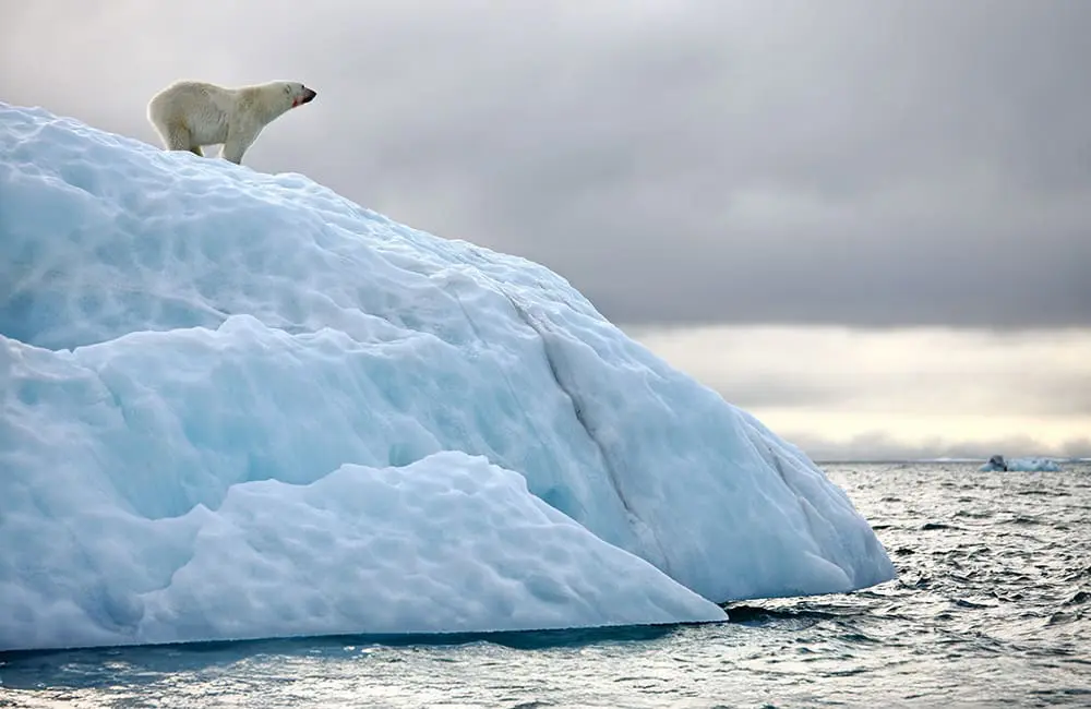 HX and University of Tasmania launch free Svalbard educational course for Aussie travellers 4 Polar bear on ice in northern Spitsbergen, Svalbard, Norway.