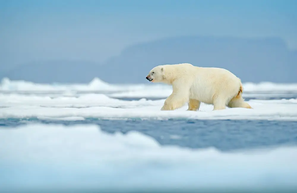 HX and University of Tasmania launch free Svalbard educational course for Aussie travellers 2 Polar bear in northern Spitsbergen, Svalbard, Norway.