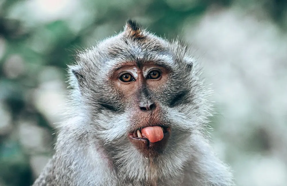 Monkey business: Bali bandit leads Aussie travellers’ strangest phone insurance claims
