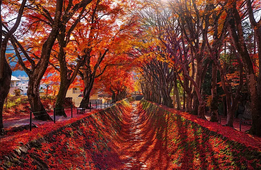 Japan bookings surge by nearly half as autumn rivals cherry blossom season 1 Japan’s autumn foliage transforms the Maple Corridor near Lake Kawaguchi