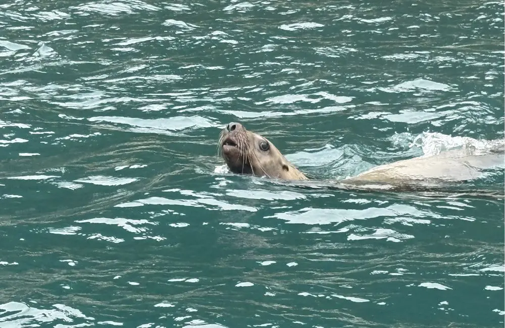 HX sets a new course in Alaska; Karryon was on board 5 Inian Islands Steller sea lion - excursion with HX