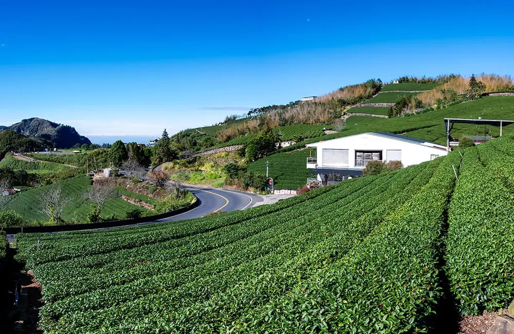 Taiwan's Alishan Tea Farm. Image: InsideAsia