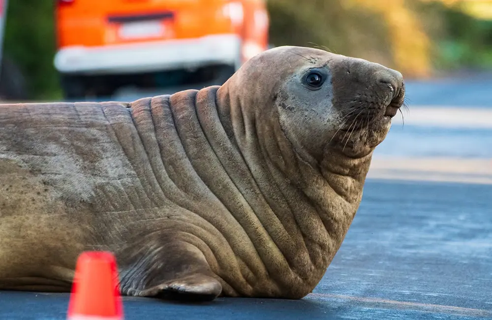 Neil the Seal warning: Why that viral Tasmania wildlife selfie carries real risk for animals