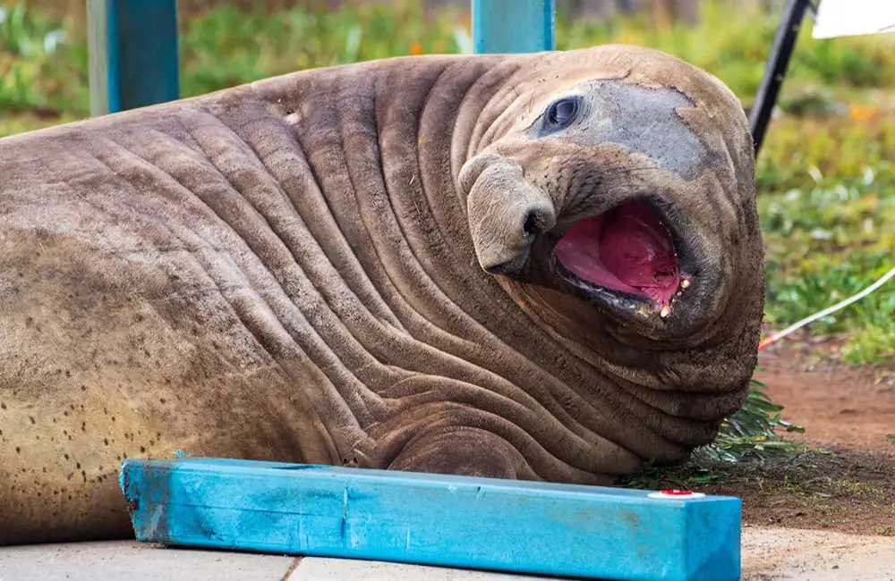 Neil the Seal warning: Why that viral Tasmania wildlife selfie carries real risk for animals 1 Neil the Seal, enemy of traffic cones and fence poles. Image: Sam Volker Photography