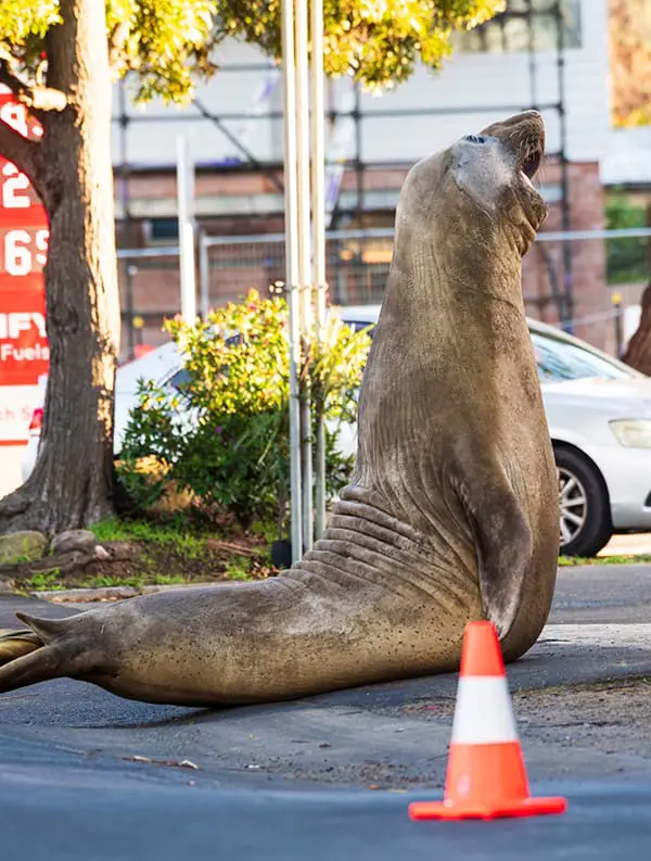 Neil the Seal warning: Why that viral Tasmania wildlife selfie carries real risk for animals 2 Neil the Seal, a southern elephant seal with traffic cone on road. Image: Sam Volker Photography