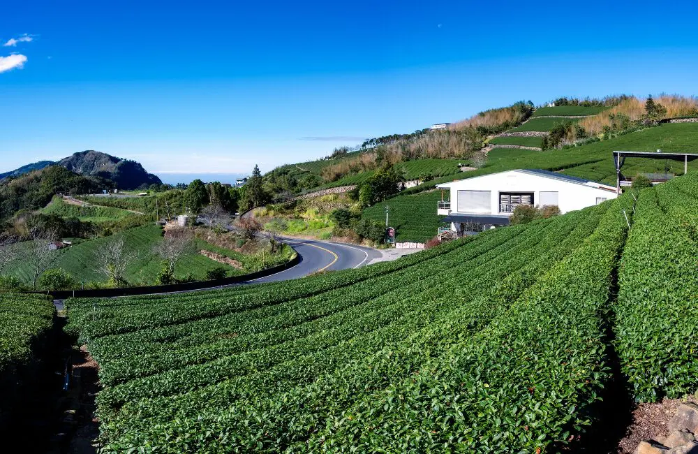 InsideAsia launches Taiwan as demand grows for cultural travel across Asia 3 Rows of tea on plantation in panorama with sea in background