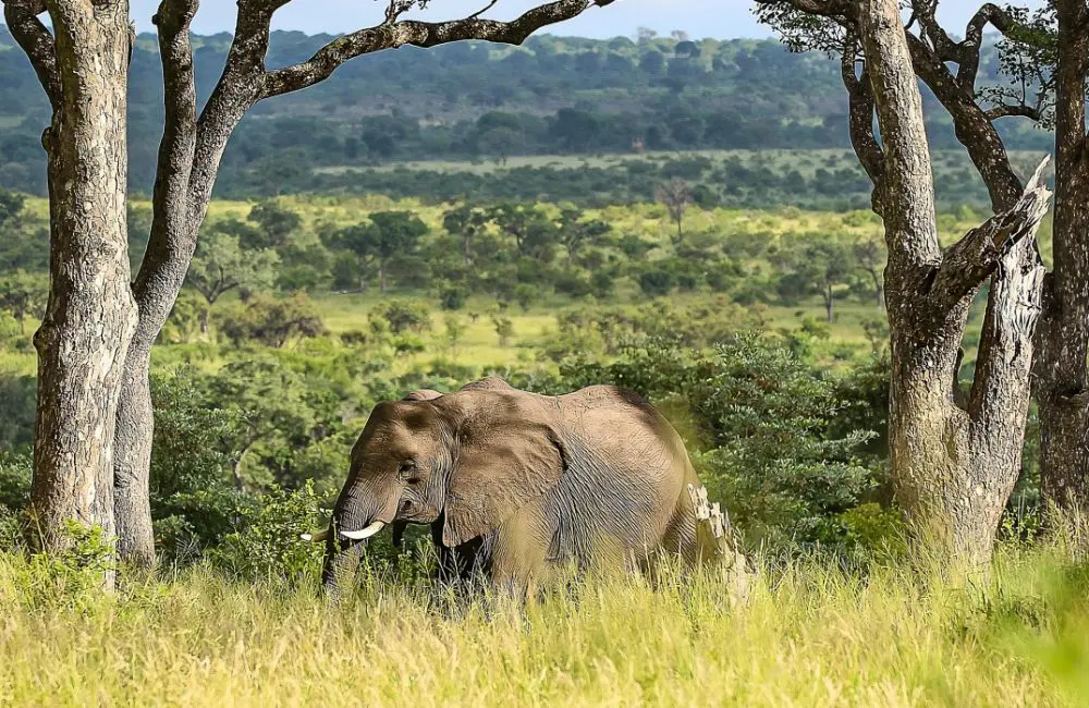 Sabi Sabi Collection’s Jacques Smit on its new luxury lodge, expansion plans and combatting overtourism 3 Sandringham sits on an almost 5000 hectare private reserve