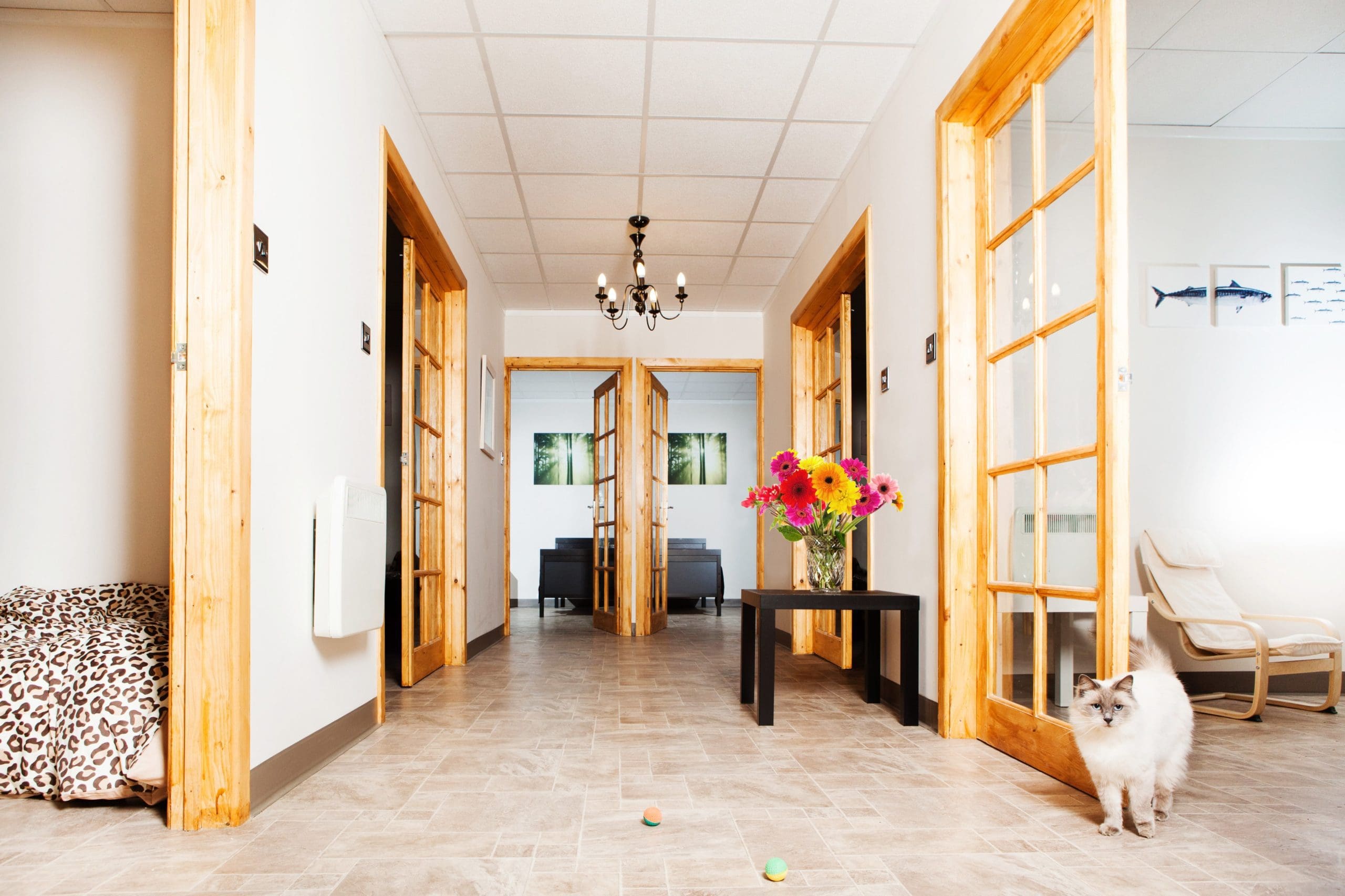 This hotel for cats is better than my apartment KARRYON