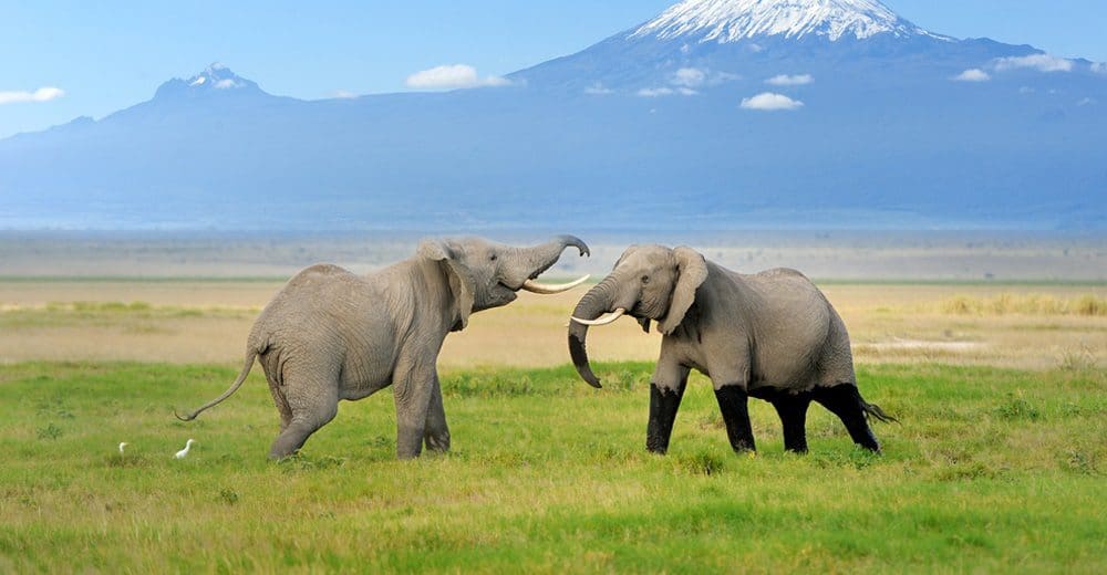 Beginner's guide: planning a Kenyan safari 